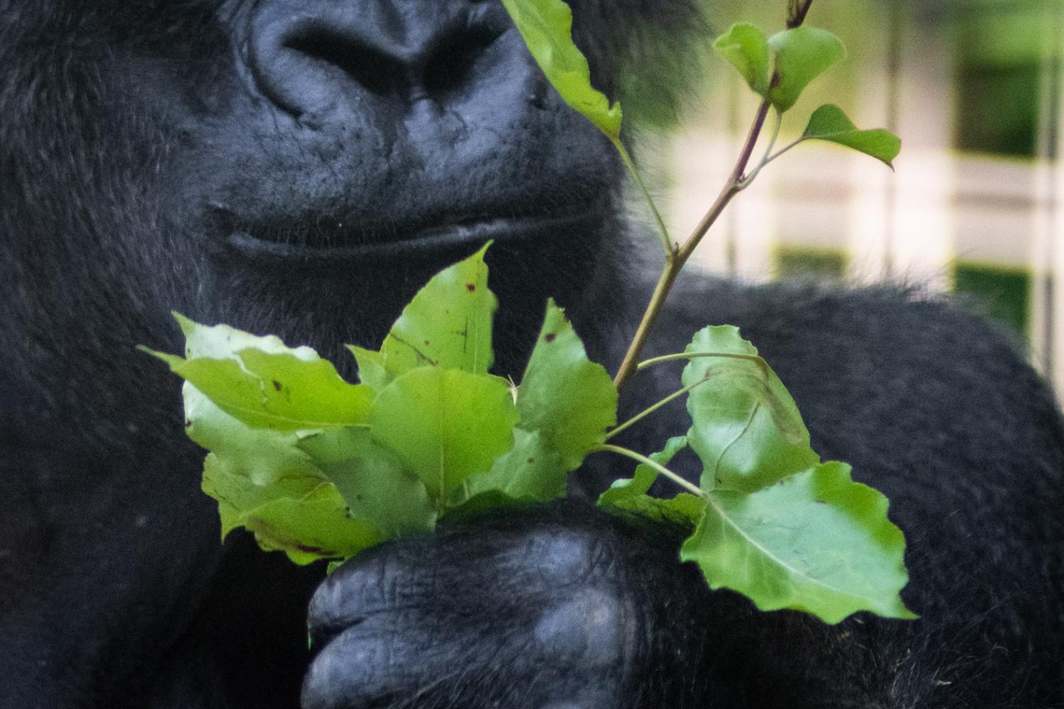 from-trunk-to-tail-repurposing-trees-at-the-columbus-zoo-to-enrich